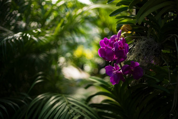 Obraz premium Detail of a purple orchid, photographed against a lush green, layered backdrop of tropical leaves.