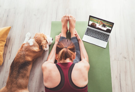 Top view at fit sporty healthy woman sit on mat in Paschimottanasana pose, doing breathing exercises, watching online yoga class on laptop computer. Her beagle dog keeping company next on the floor.