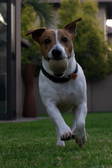 jack russell terrier