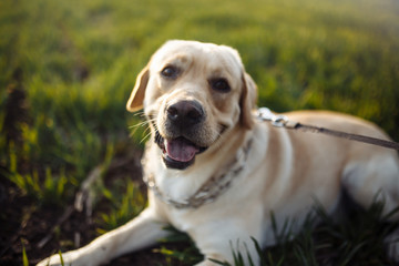 Young labrador retriever lays in a strict dog collar in the green grass field on a bright sunny day. The dog is looking sideway and being calm. Home pets concept.