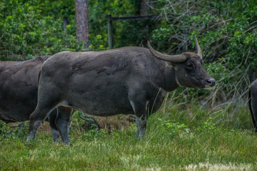 Water Buffalo