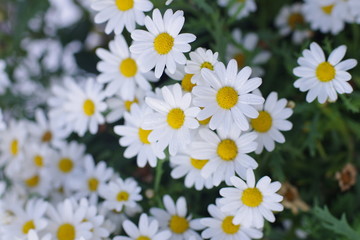 Obraz premium Margeriten im Frühling
