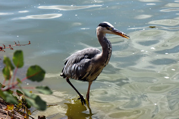 Heron bird on  background of water