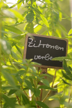 Schild im Kr&auml;uterbeet - Zitronenverbene