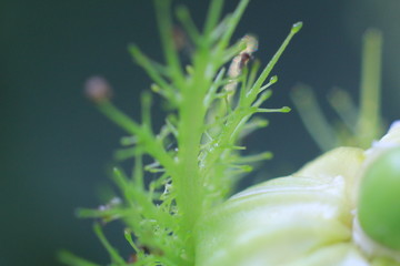 close up of a flower