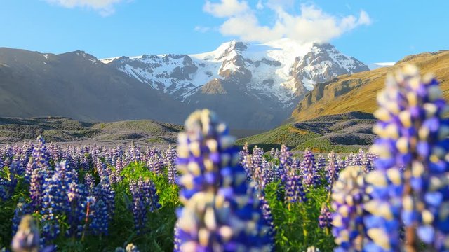 Typical Icelandic landscape with field of blooming lupine flowers. Beautiful sunny day with cloudy sky. 4K