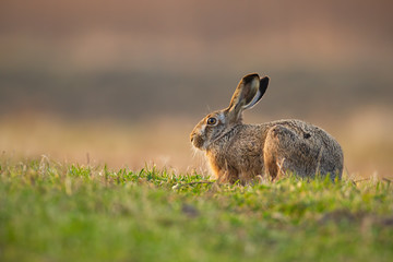 Cute brown hare, lepus europaeus, with long ears hiding on a meadow in spring nature at sunrise. Adorable wild animal looking aside and lying in green grass from side view with copy space.