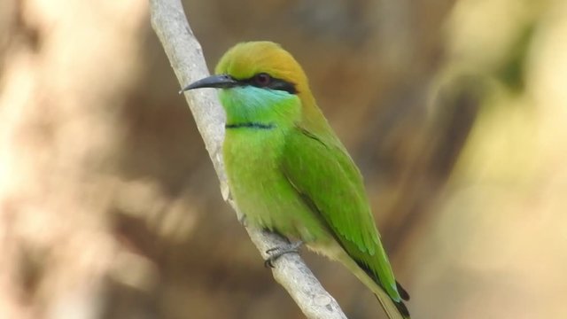 Extreme close up of a crimson topaz gorget hummingbird hovering in slow motion. Two Green Hummingbirds Almost Kissing Playing Slow Motion. Sharp closeup of hummingbird looking into camera before taki

