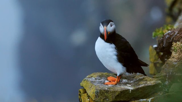 Puffins on the rocks at latrabjarg Iceland, close-up.