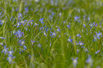 early spring in the spring forest