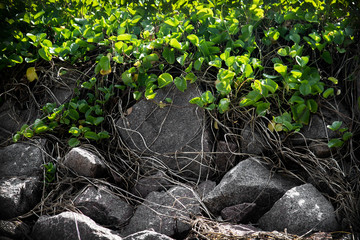 The grey limestones with the green plants texture for landscape design, sun light on the plants.
