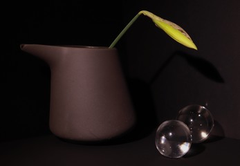 still life with a Narcissus Bud and dauia glass balls on a black background