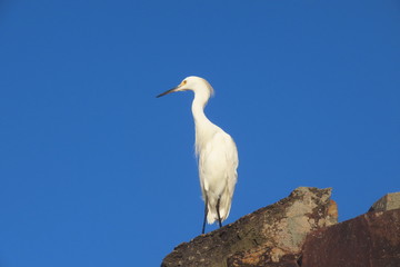 great blue heron