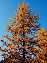 Larch tree at larch Valley  near Lake Louise at banff national Park, Canadian Rockies Canada   OLYMPUS DIGITAL CAMERA
