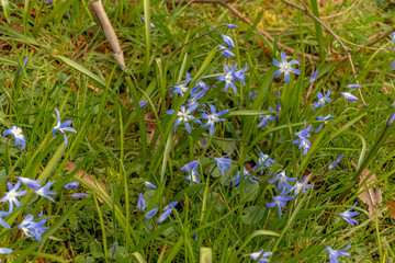 early spring in the spring forest