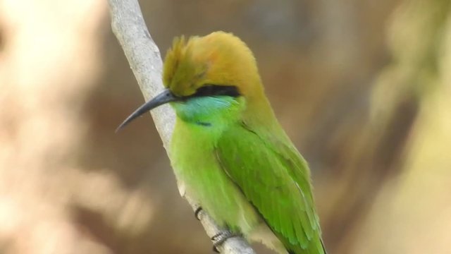 Extreme close up of a crimson topaz gorget hummingbird hovering in slow motion. Two Green Hummingbirds Almost Kissing Playing Slow Motion. Sharp closeup of hummingbird looking into camera before taki
