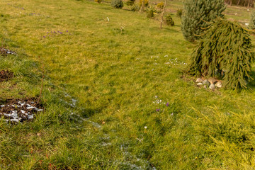 early spring in the spring forest