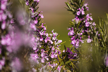 Makro Aufnahme von Lavendel Pflanze
