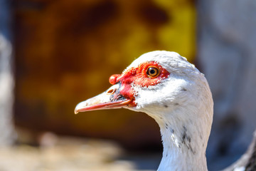 A close-up of an indie duck. White indie duck