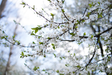Flowering apple tree with white flowers on a spring sunny day with blue sky