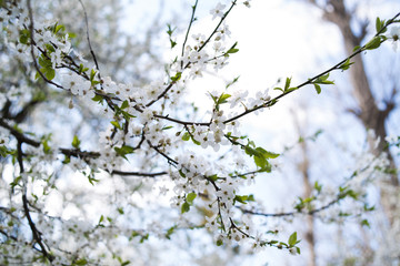Flowering apple tree with white flowers on a spring sunny day with blue sky