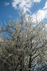 Flowering apple tree with white flowers on a spring sunny day with blue sky