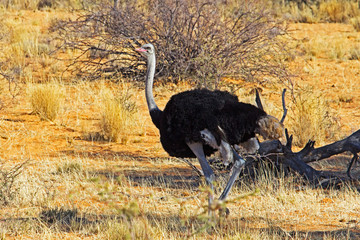 Fototapeta premium Male ostrich in Kalahari