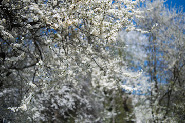 Flowering apple tree with white flowers on a spring sunny day with blue sky