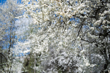 Flowering apple tree with white flowers on a spring sunny day with blue sky