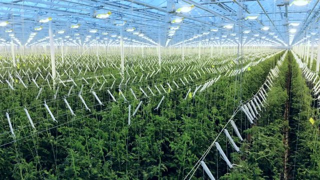 Large greenhouse with cultivated tomato plants