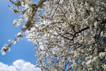 Flowering apple tree with white flowers on a spring sunny day with blue sky