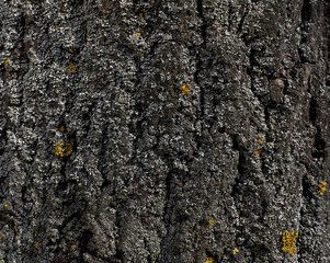 Texture of aspen bark close up. Aspen cultivated on the territory of eastern Ukraine. Spring period