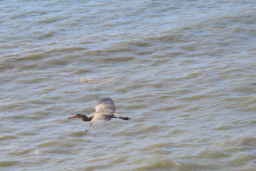 seagull in flight