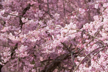 Fototapeta premium Full blossom shidare sakura in ibaraki JAPAN