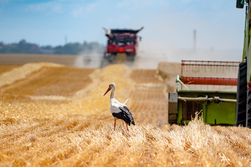 Stork on a wheat field near agricultural machinery and combines. Harvesting wheat.
