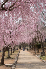 Full blossom shidare sakura in ibaraki JAPAN