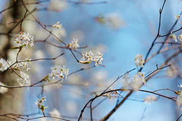 first spring flowers in rural Pennsylvania