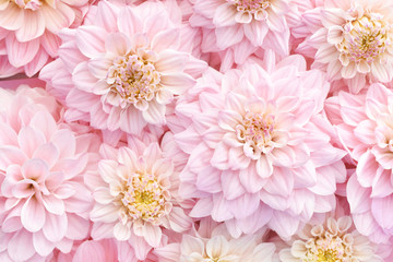 Soft pink delicate blossoming dahlias, summer blooming flowers festive background, pastel bouquet floral card, toned