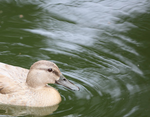 Duck with dreamy bokeh