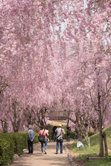 Full blossom shidare sakura in ibaraki JAPAN