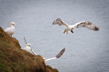 Birds at Bempton Cliffs