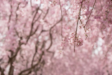 Full blossom shidare sakura in ibaraki JAPAN