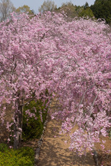 Full blossom shidare sakura in ibaraki JAPAN