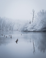 Winter Geese in the Fox River - 337829528