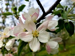 Naklejka na ściany i meble Apple tree blossoms in spring