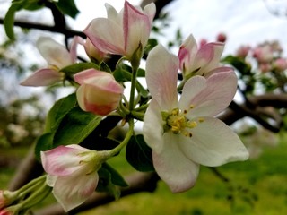 Pink and white apple tree blossoms