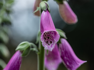 foxglove flowers © Dawn