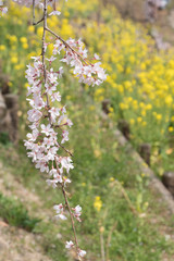 Full blossom shidare sakura in ibaraki JAPAN