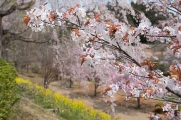 Full blossom shidare sakura in ibaraki JAPAN