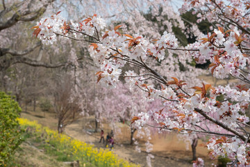 Full blossom shidare sakura in ibaraki JAPAN